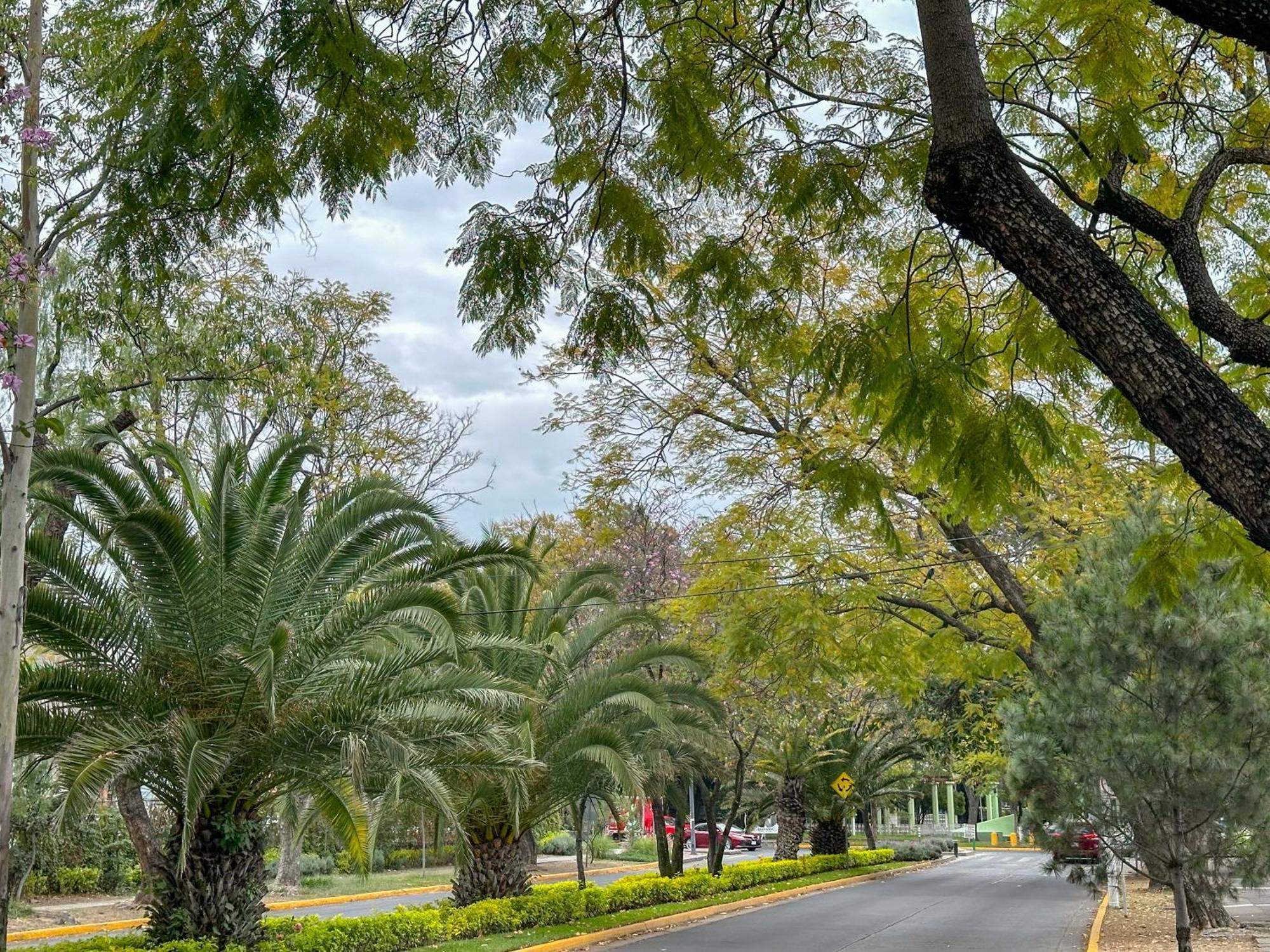 Suite Con Terraza En En El Corazon De Chapalita 11 Guadalajara Eksteriør bilde